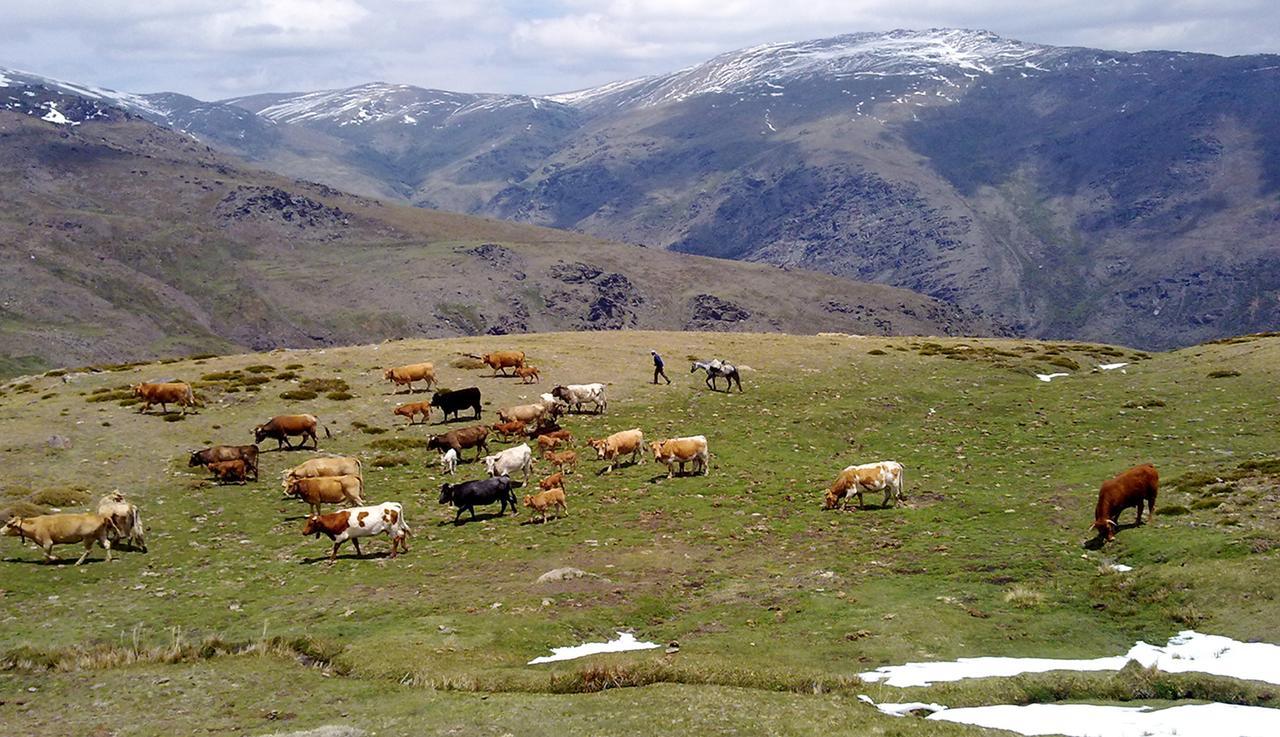 TrevélezRefugio Alpujarra Alta住宿加早餐旅馆 外观 照片