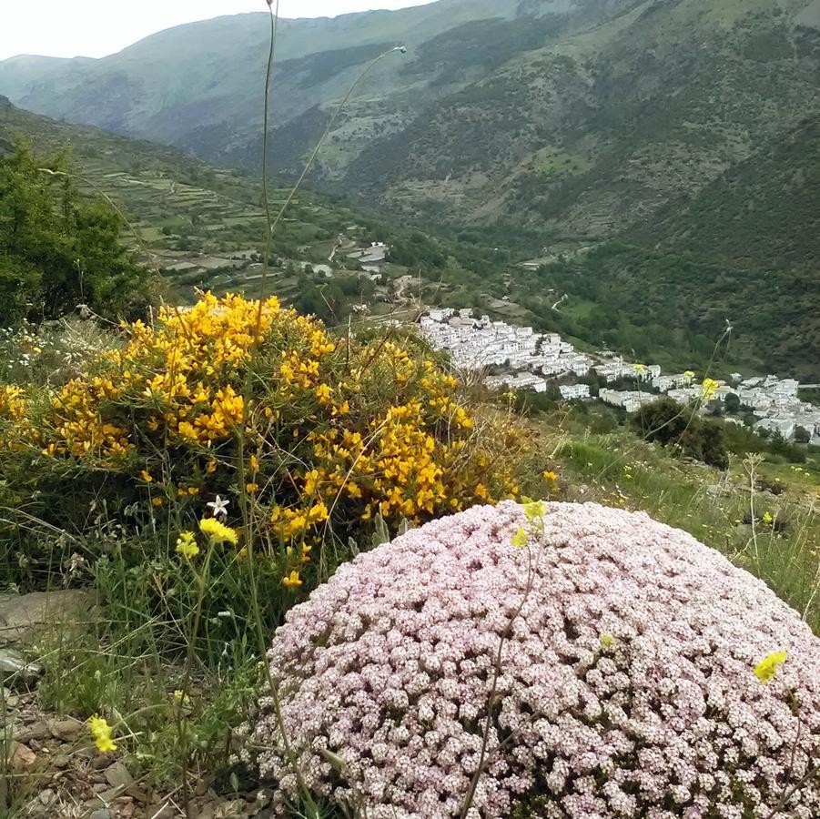 TrevélezRefugio Alpujarra Alta住宿加早餐旅馆 外观 照片
